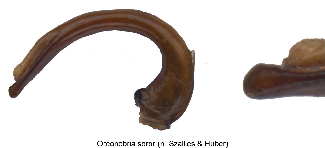 oreonebria_soror.jpg