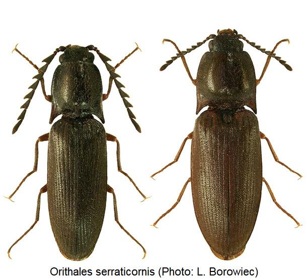 orithales_serraticornis_hab.jpg