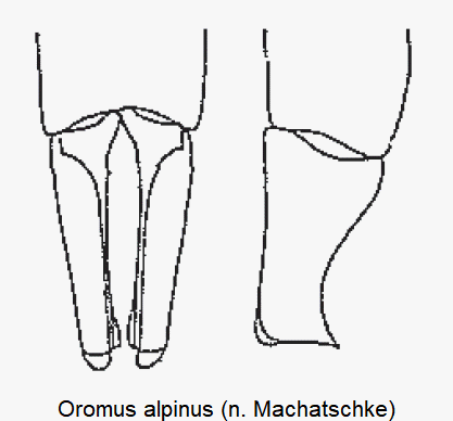 oromus_alpinus.gif