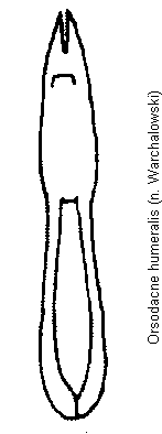 orsodacne_humeralis.gif