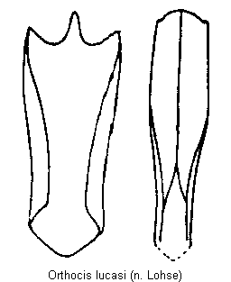 orthocis_lucasi.gif