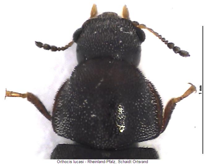 orthocis_lucasi_vk.jpg