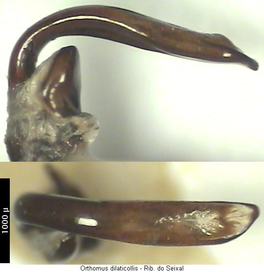 orthomus_dilaticollis.jpg