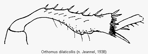 orthomus_dilaticollis_schn.gif