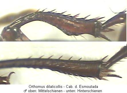 orthomus_dilaticollis_schn.jpg