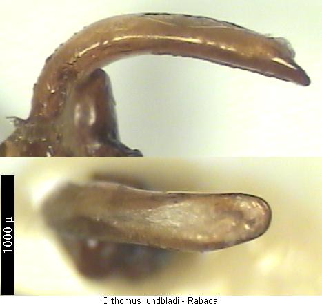 orthomus_lundbladi.jpg
