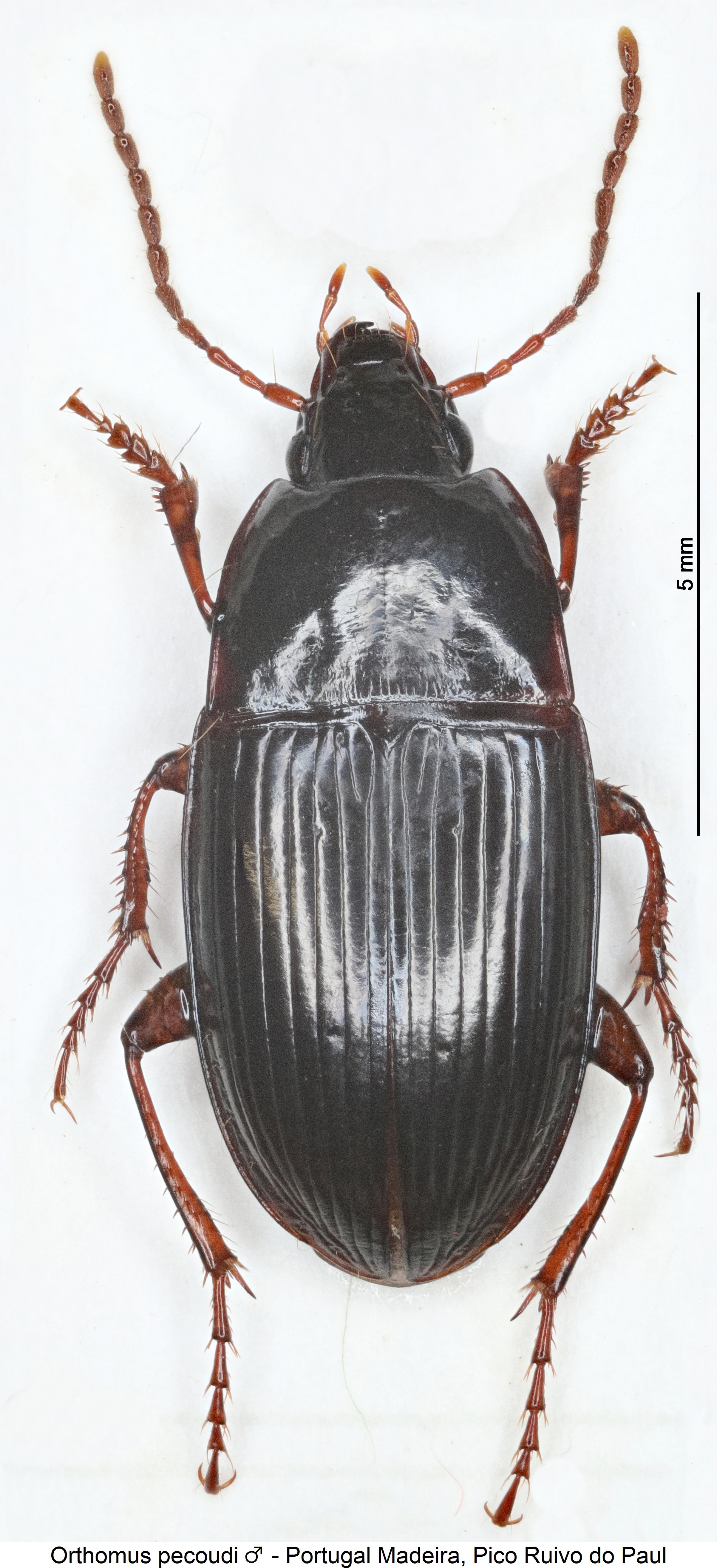 orthomus_pecoudi_hab.jpg