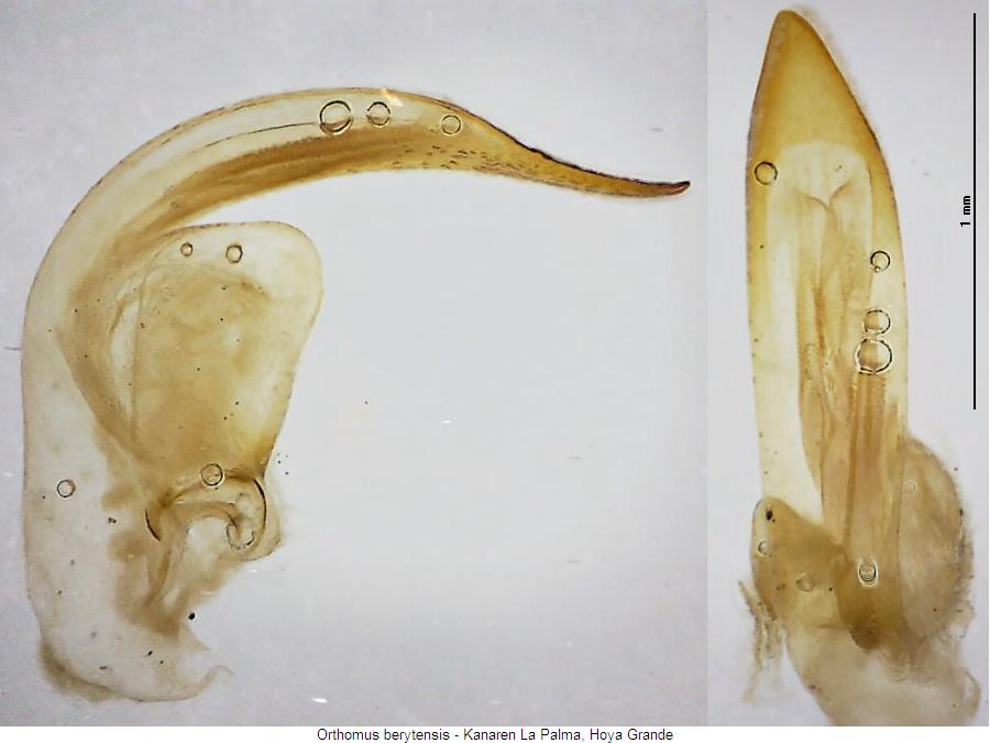 orthomus_sp_la_palma.jpg
