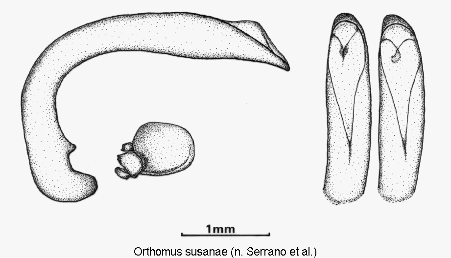 orthomus_susanae.gif