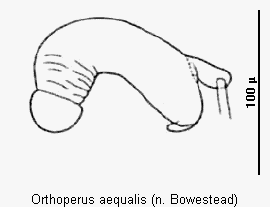 orthoperus_aequalis_sperm.gif