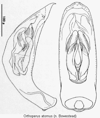 orthoperus_atomus.gif