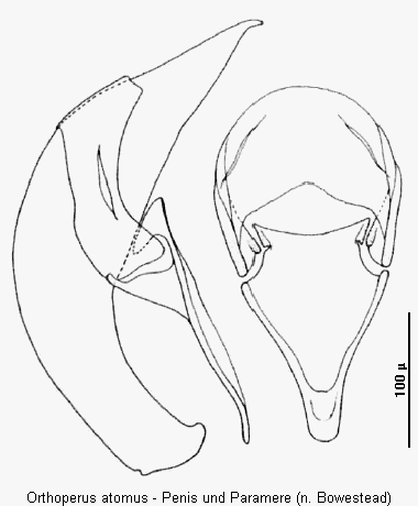 orthoperus_atomus2.gif
