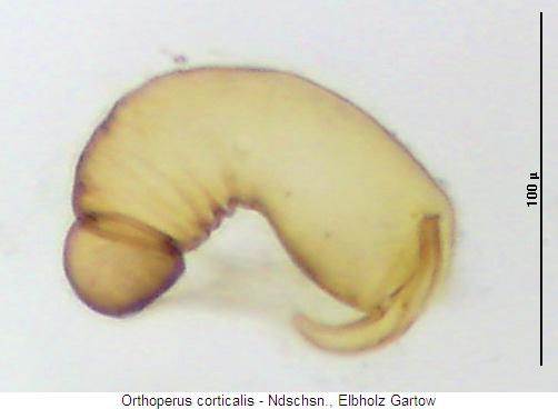 orthoperus_corticalis_sperm.jpg