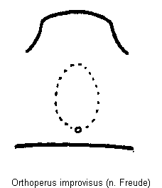 orthoperus_improvisus_hbr.gif