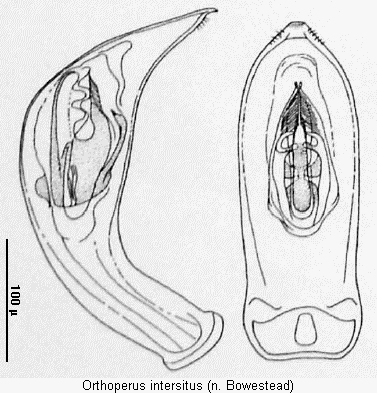 orthoperus_intersitus.gif