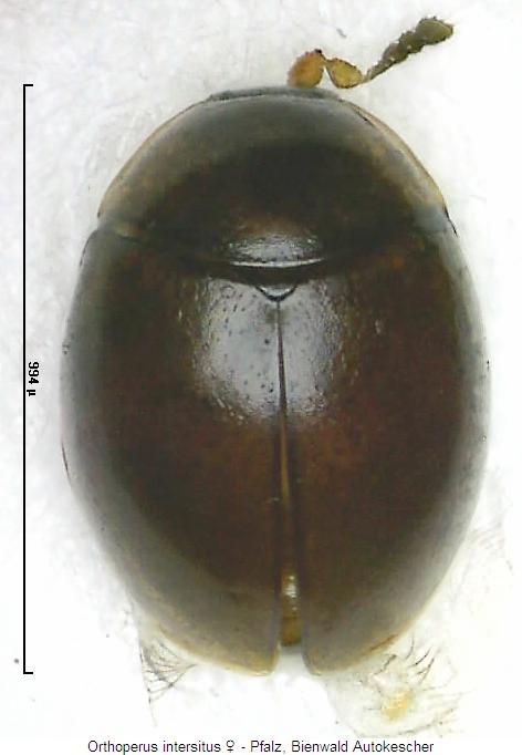 orthoperus_intersitus_hab.jpg