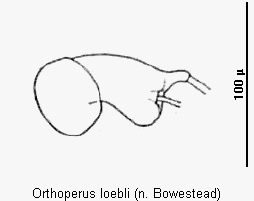 orthoperus_loebli_sperm.gif