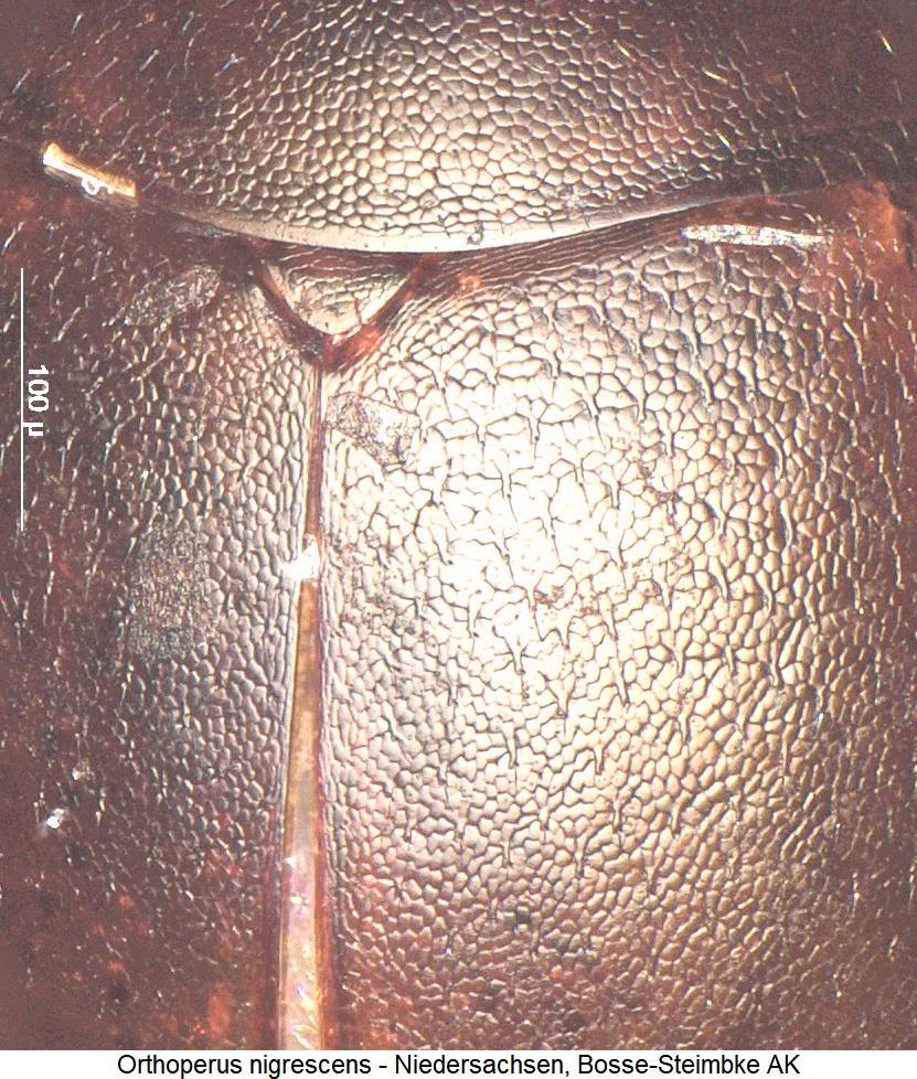 orthoperus_nigrescens_ms.jpg
