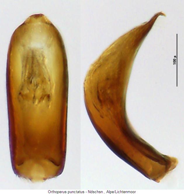orthoperus_punctatus.jpg