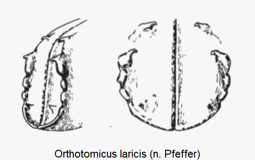 orthotomicus_laricis_sz.gif