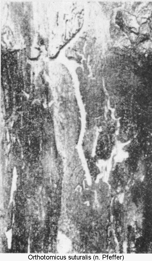 orthotomicus_suturalis_fr.gif