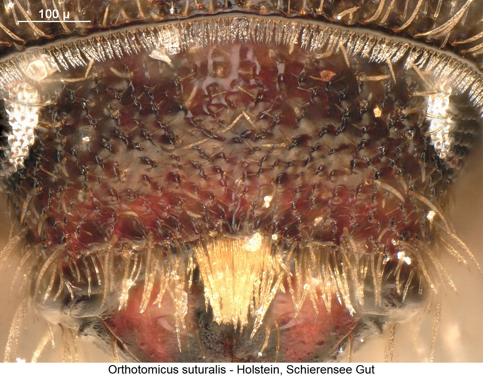 orthotomicus_suturalis_k.jpg