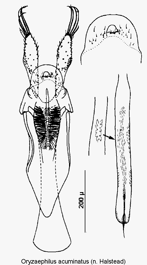 oryzaephilus_acuminatus.gif