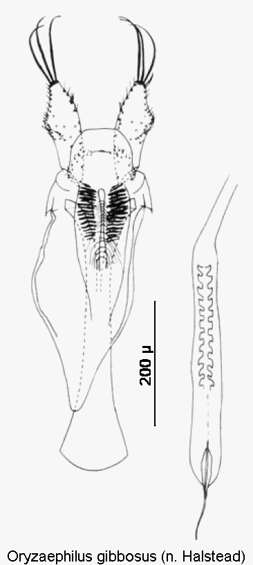 oryzaephilus_gibbosus.gif