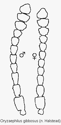 oryzaephilus_gibbosus_f.gif