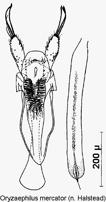 oryzaephilus_mercator.gif