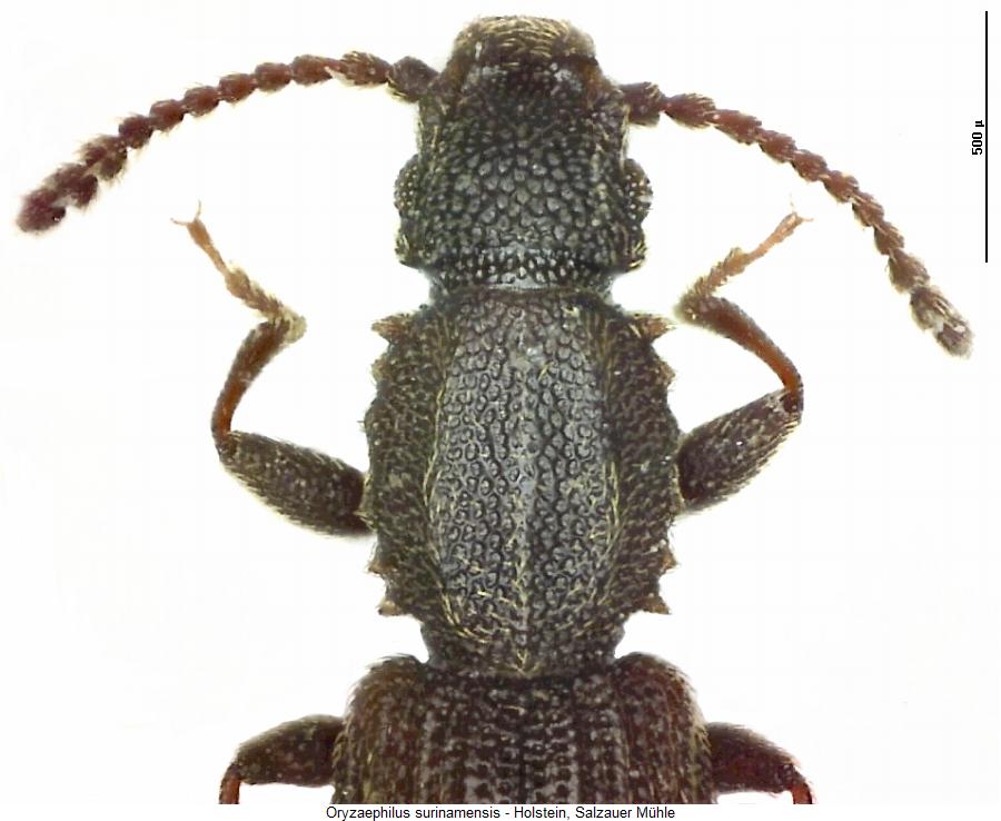 oryzaephilus_surinamensis_vk.jpg