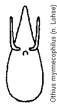 othius_myrmecophilus.gif