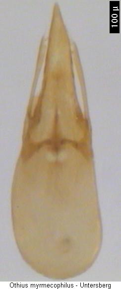 othius_myrmecophilus2.jpg