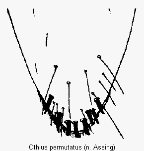 othius_permutatus_ter1.gif