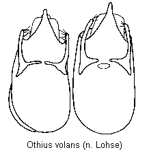othius_volans.gif