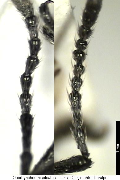 otiorhynchus_bisulcatus_f.jpg