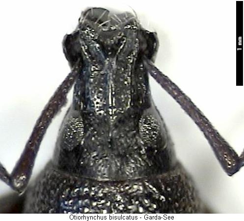 otiorhynchus_bisulcatus_vk.jpg