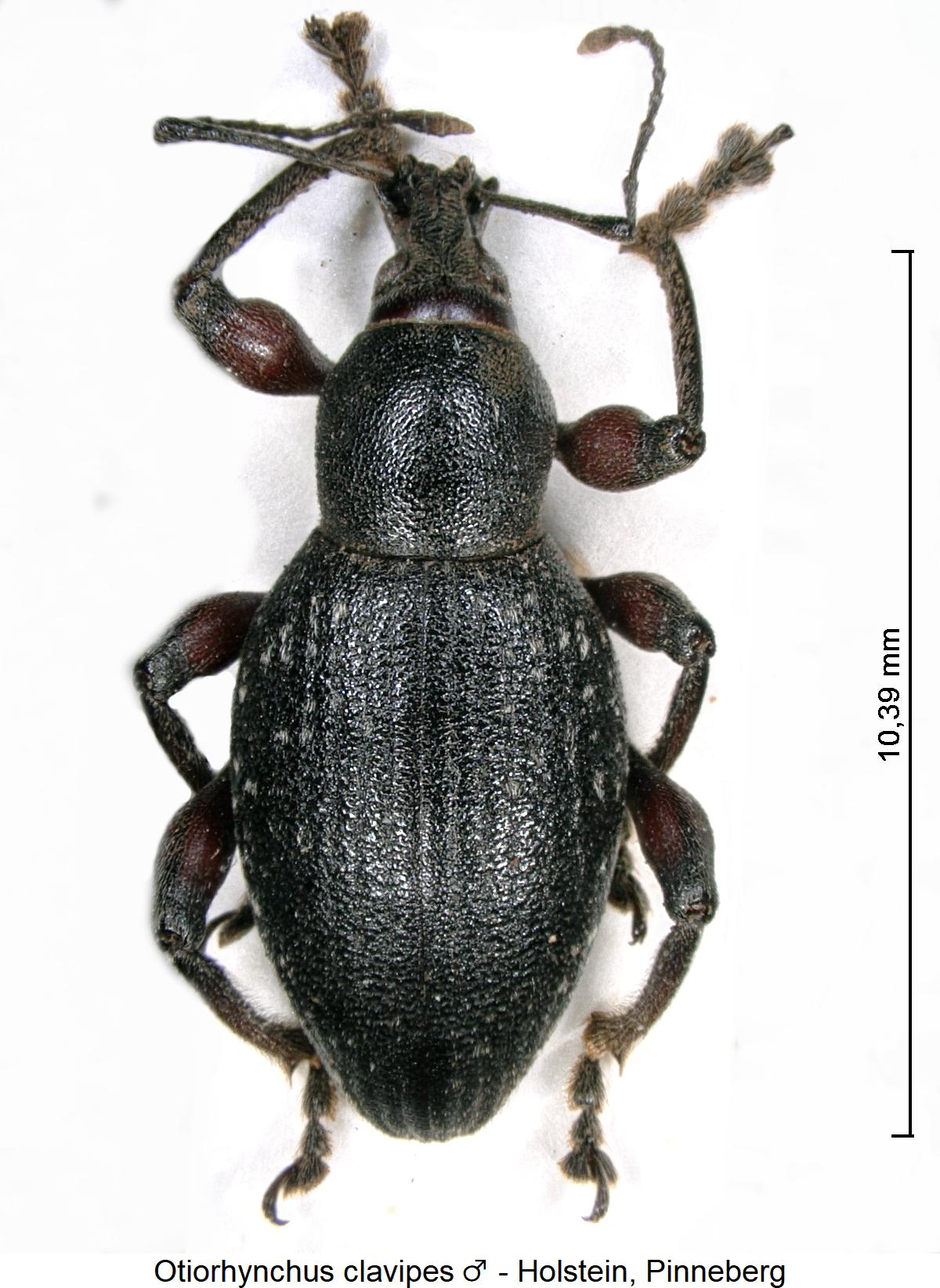 otiorhynchus_clavipes_m_hab.jpg
