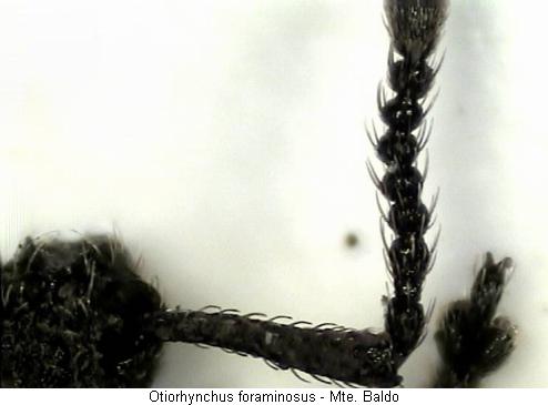 otiorhynchus_foraminosus_f.jpg