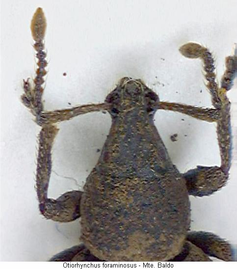 otiorhynchus_foraminosus_vk.jpg