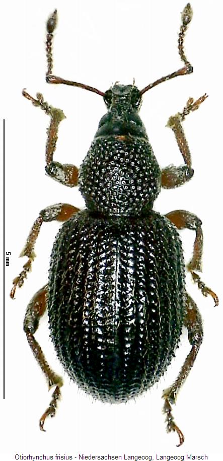 otiorhynchus_frisius_hab.jpg
