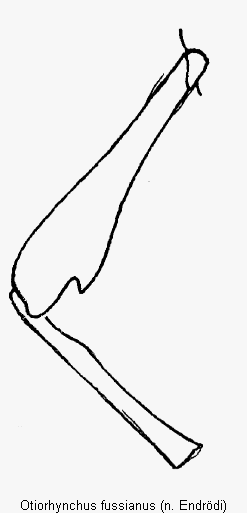 otiorhynchus_fussianus_mb.gif