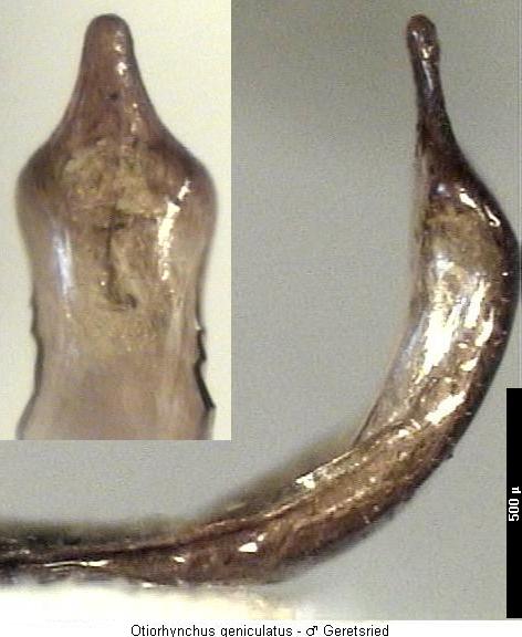 otiorhynchus_geniculatus2.jpg