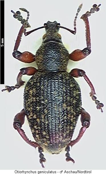 otiorhynchus_geniculatus_hab.jpg