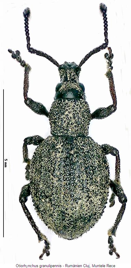 otiorhynchus_granulipennis_hab.jpg