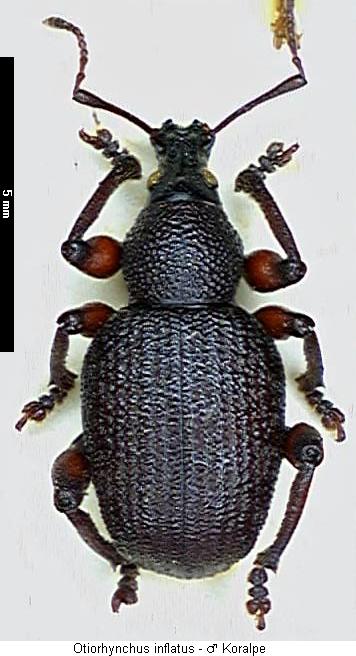 otiorhynchus_inflatus_hab.jpg