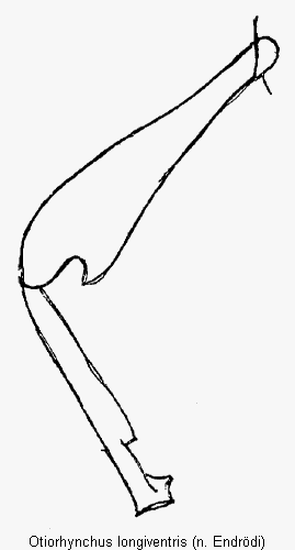 otiorhynchus_longiventris_hb.gif