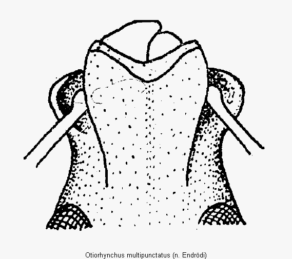 otiorhynchus_multipunctatus_k.gif