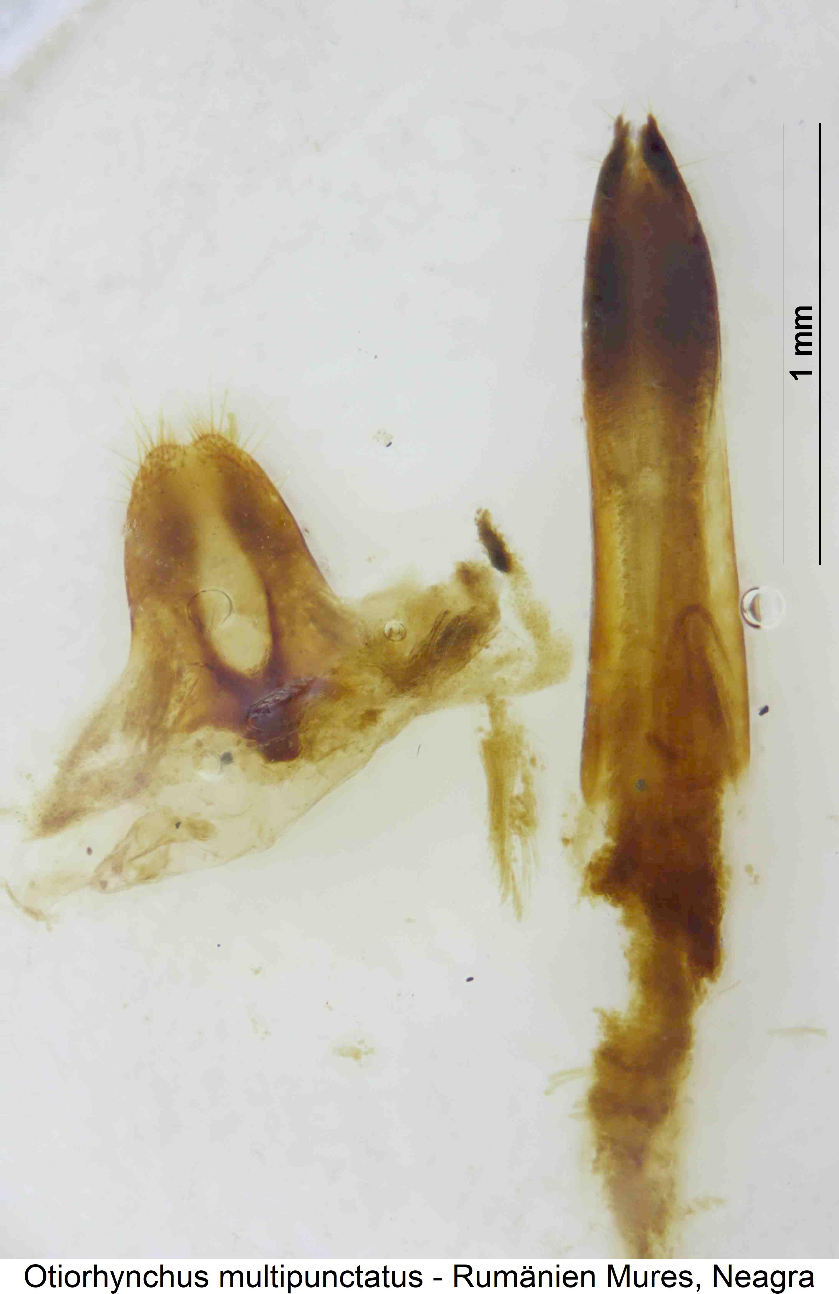 otiorhynchus_multipunctatus_ovi.jpg