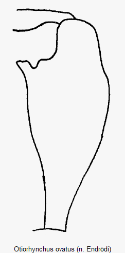 otiorhynchus_ovatus_vschl.gif